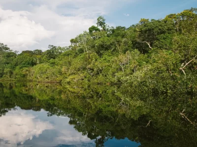 bosques vírgenes de la Amazonía