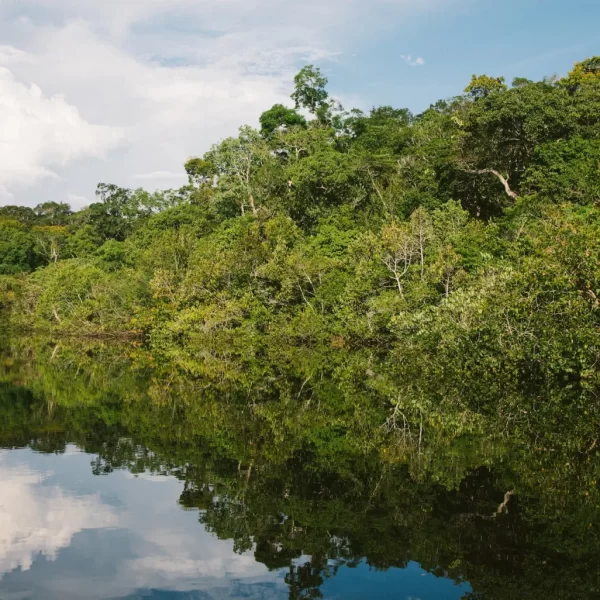 bosques vírgenes de la Amazonía