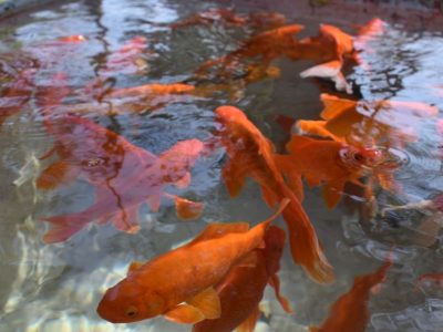 fuente de la Alameda