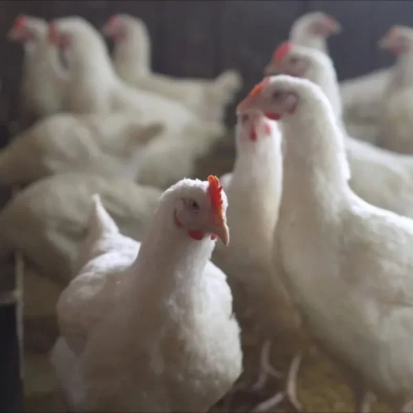 gripe aviar H5N1