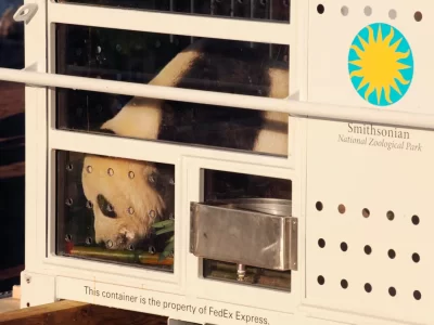 Últimos pandas gigantes