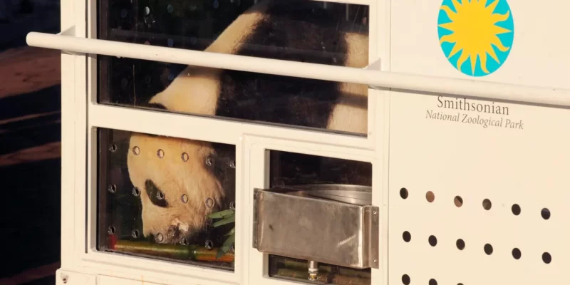 Últimos pandas gigantes