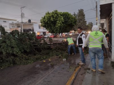 REPORTES POR CAÍDA DE ÁRBOLES