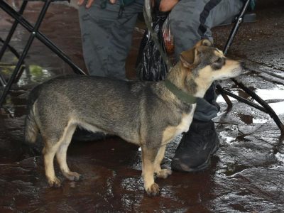 ADOPCIÓN CANINA Y FELINA 