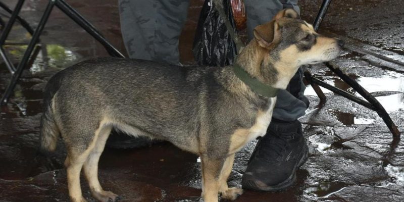 ADOPCIÓN CANINA Y FELINA 