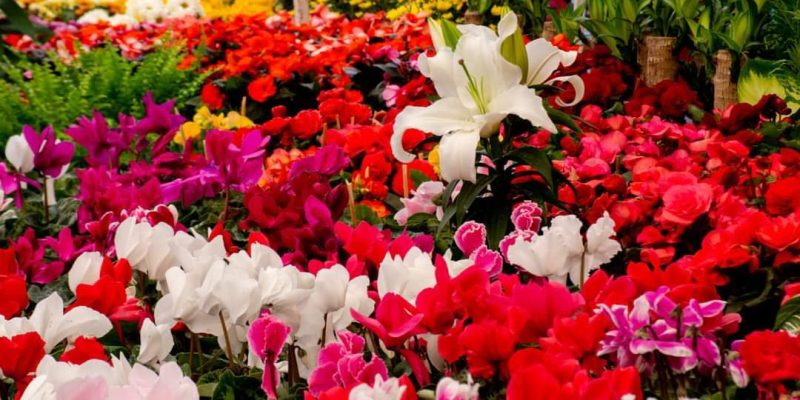 FESTIVAL DE LAS FLORES 2024