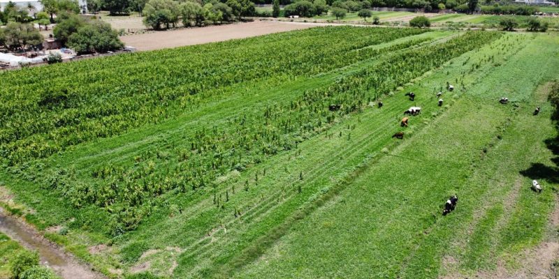 CAMPO LOCAL SOLEDENSE