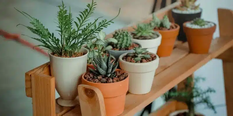 plantas que simbolizan amor