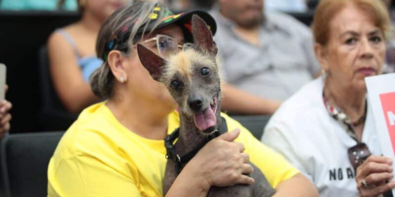 chiapas-convierte-en-delito-el-maltrato-animal;-¿cuantos-anos-daran-de-carcel?