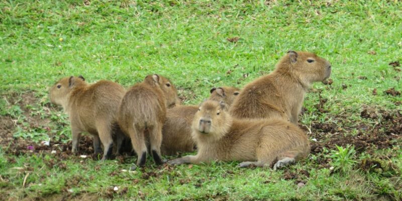 dia-del-capibara:-los-roedores-mas-amistosos-y-ahora,-peluches-de-moda